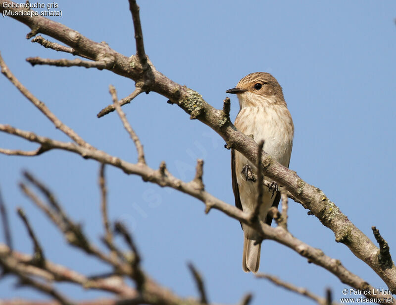 Gobemouche grisadulte