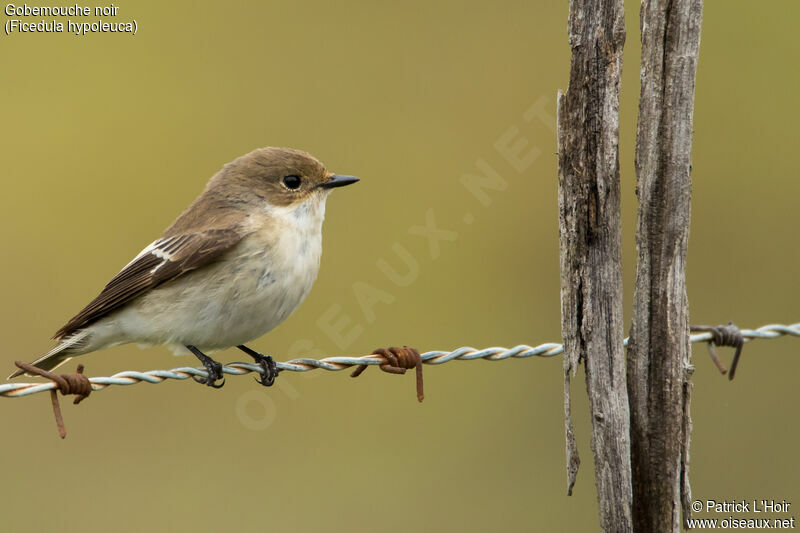 European Pied Flycatcher female adult