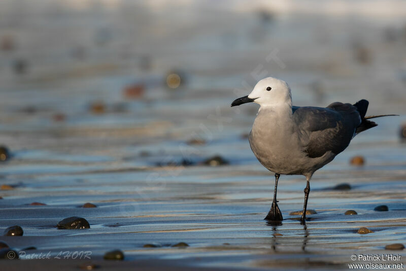 Grey Gull