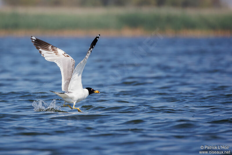 Pallas's Gull