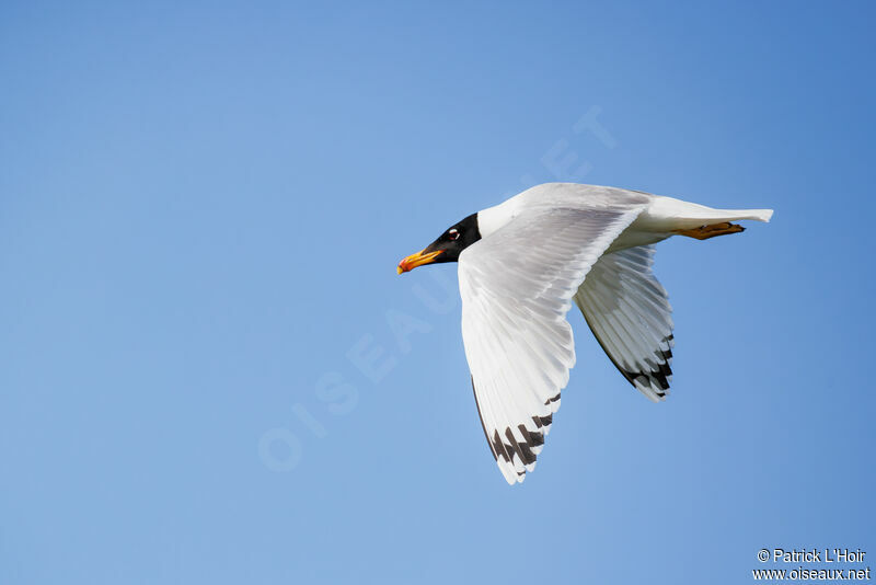 Pallas's Gull