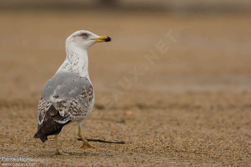 Yellow-legged GullThird  year, pigmentation