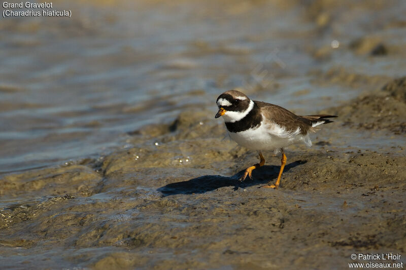 Common Ringed Ploveradult