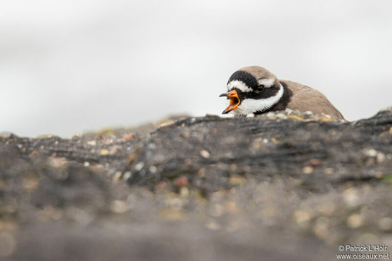 Common Ringed Plover