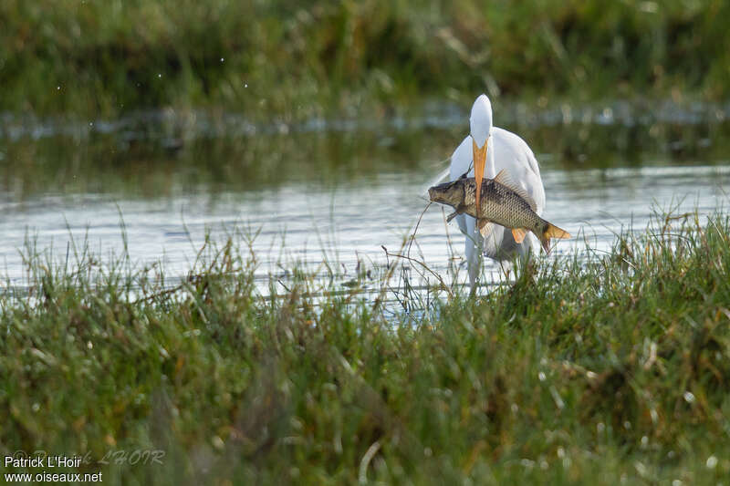 Great Egret, feeding habits, Behaviour