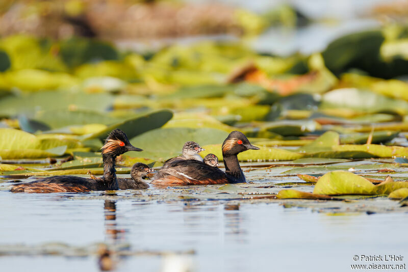 Black-necked Grebe