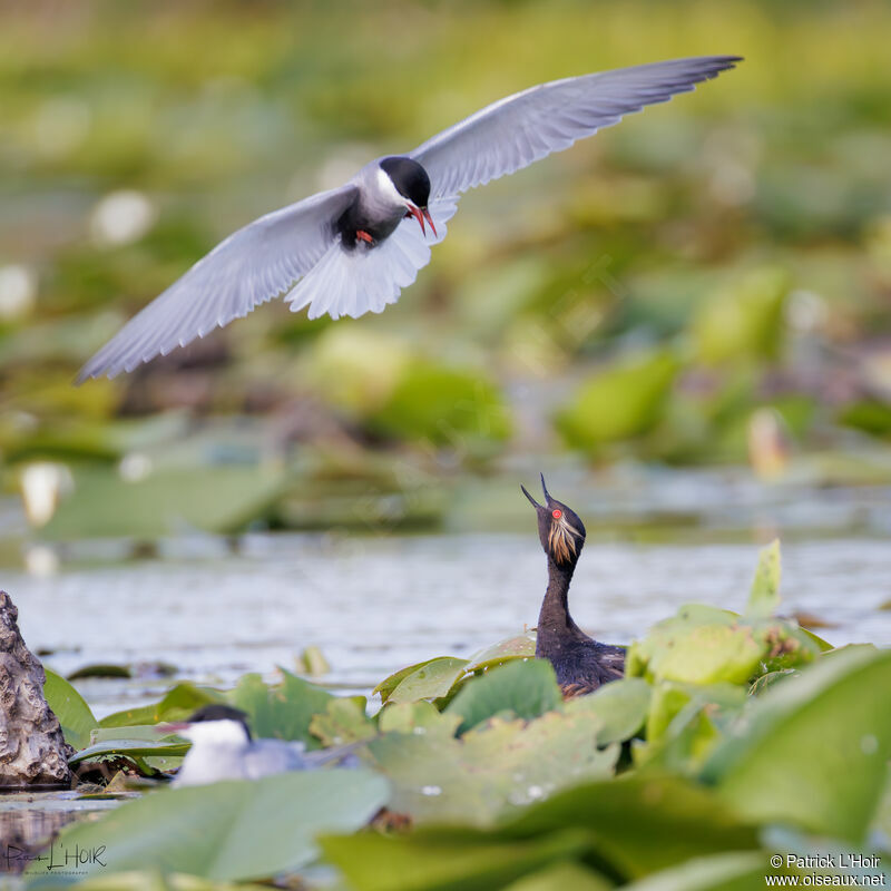 Black-necked Grebe