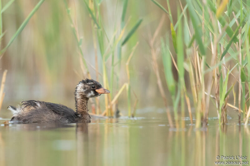 Little Grebe