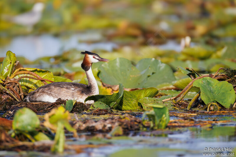 Great Crested Grebe