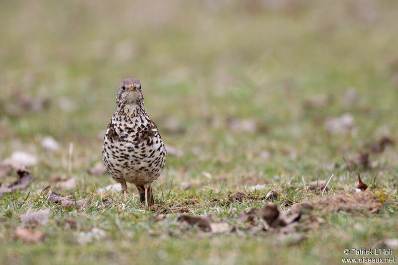 Mistle Thrush