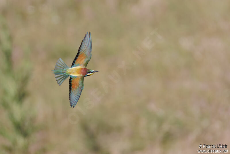 European Bee-eater