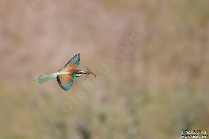 European Bee-eater