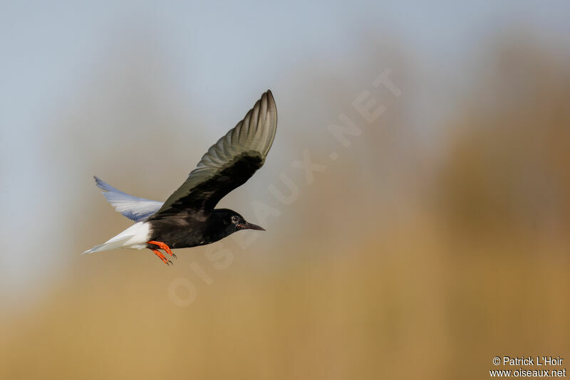 White-winged Tern