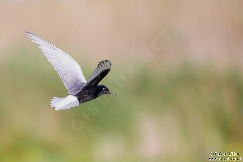 Guifette leucoptère