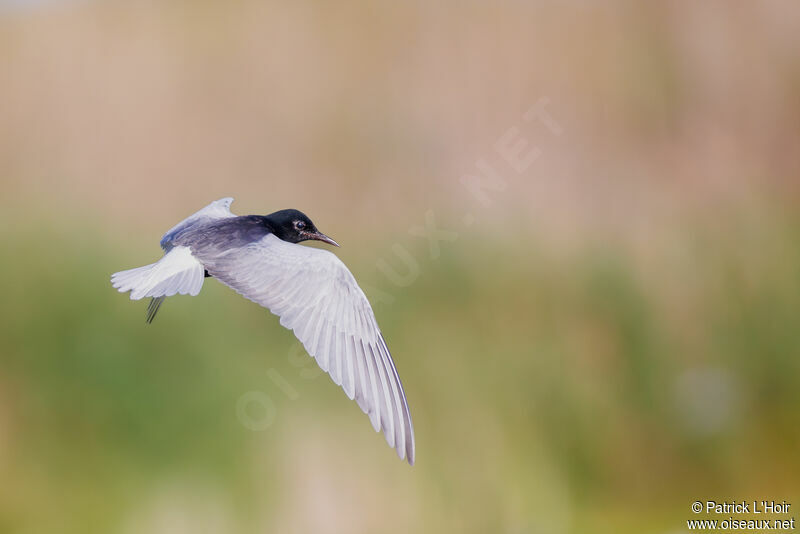 Guifette leucoptère