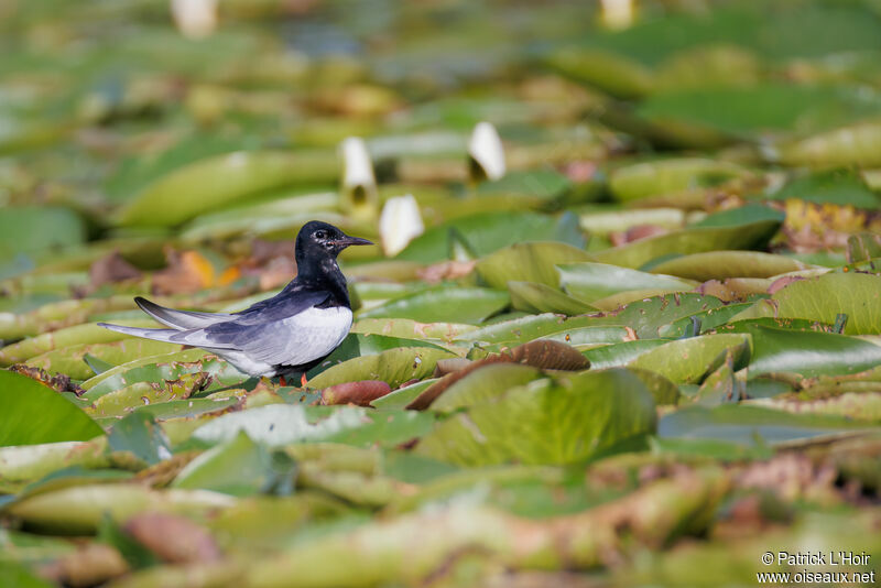 Guifette leucoptère