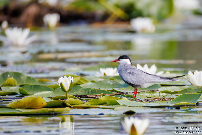 Whiskered Tern