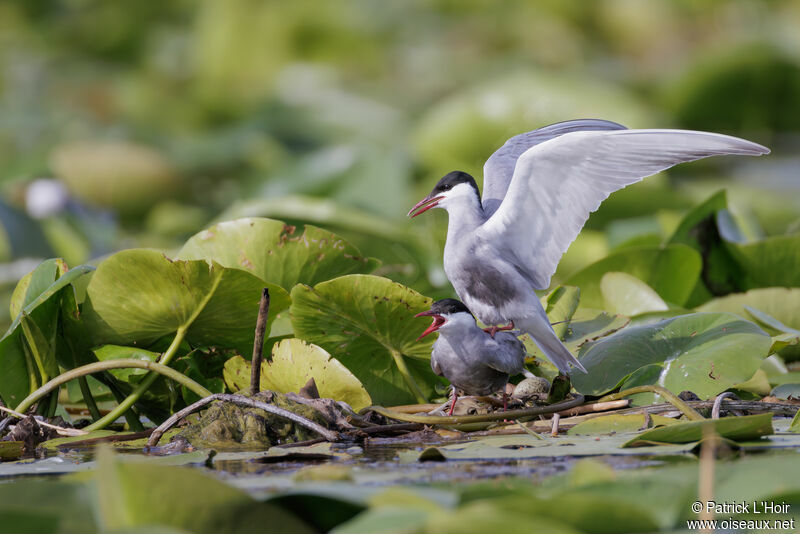 Whiskered Ternadult breeding, mating.