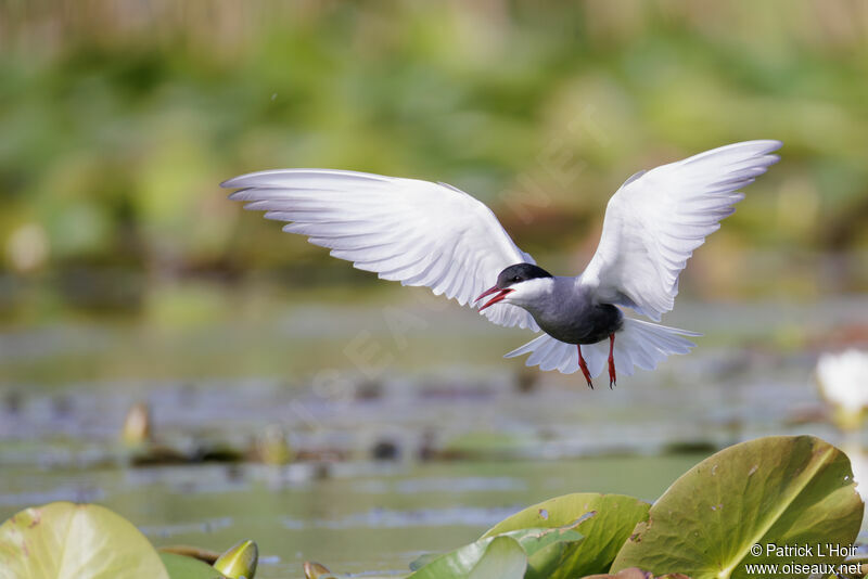 Whiskered Tern