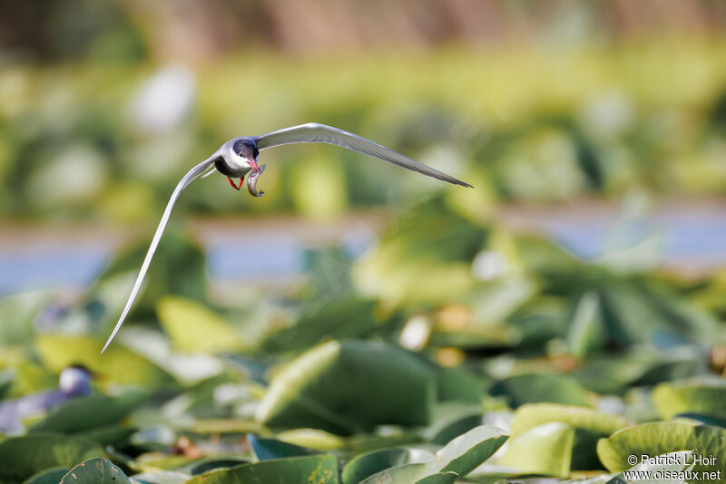 Whiskered Tern