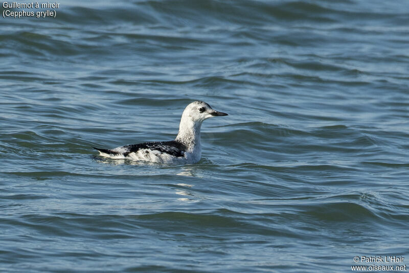 Black Guillemot