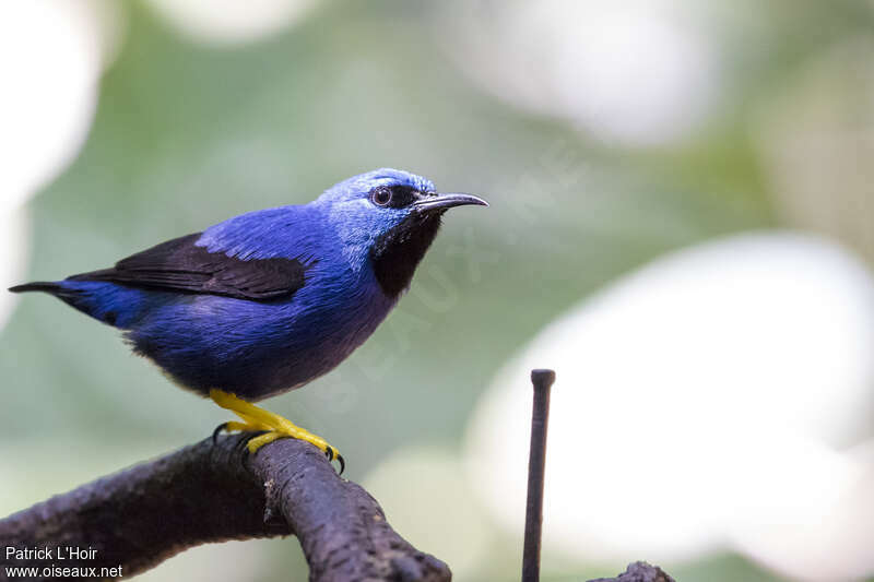 Shining Honeycreeper male adult, identification