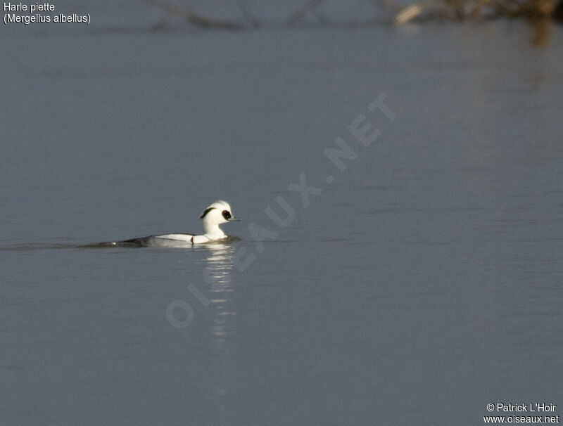 Smew male adult post breeding