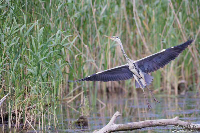 Grey Heron