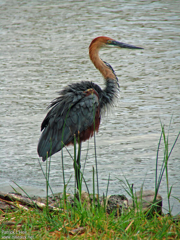 Goliath Heronadult breeding, identification