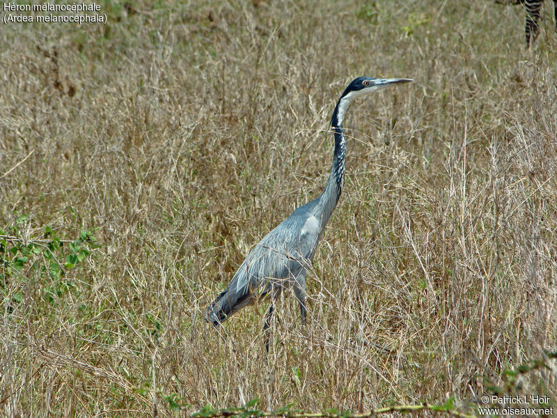 Black-headed Heron