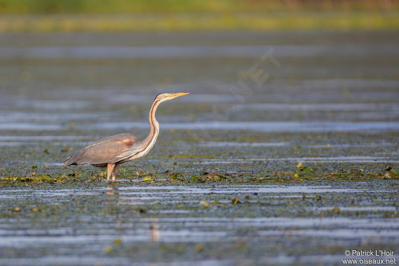 Purple Heron