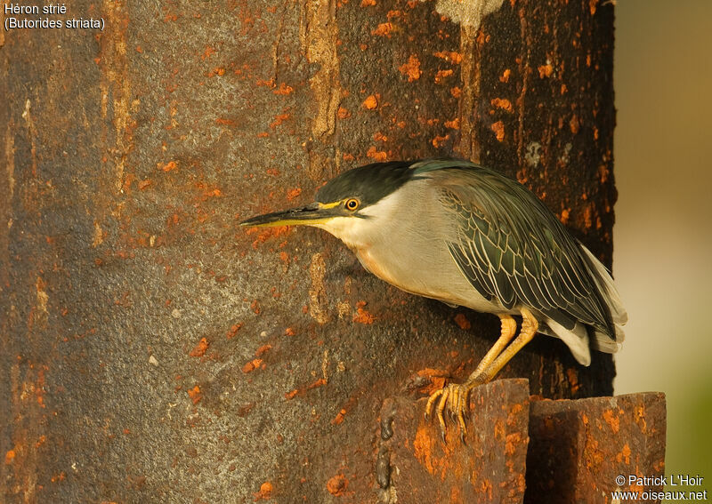 Striated Heronadult