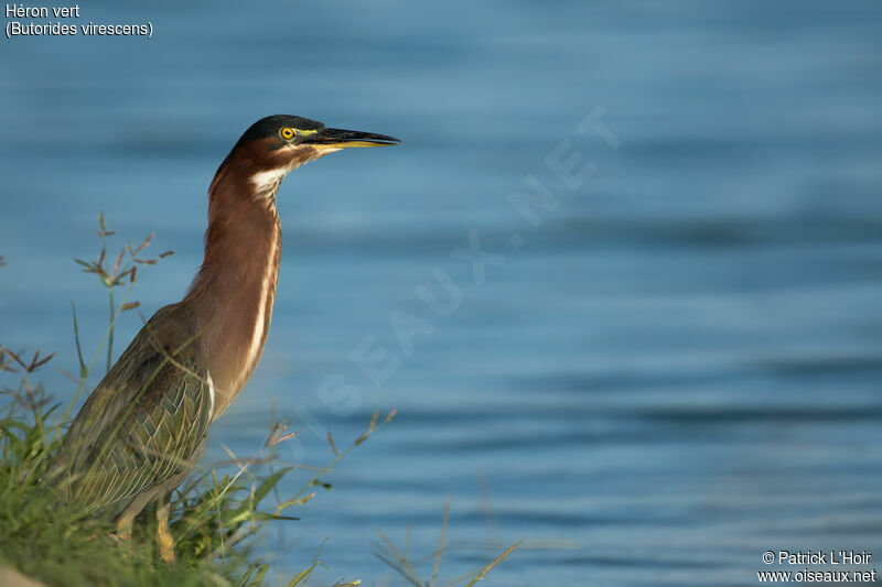 Green Heron