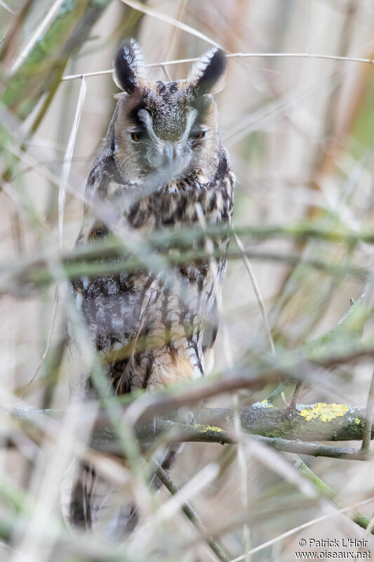 Hibou moyen-duc