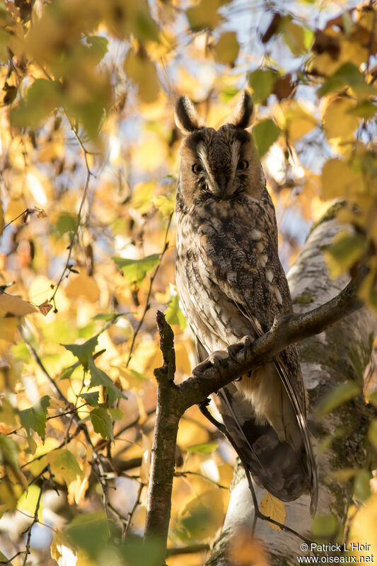 Hibou moyen-duc