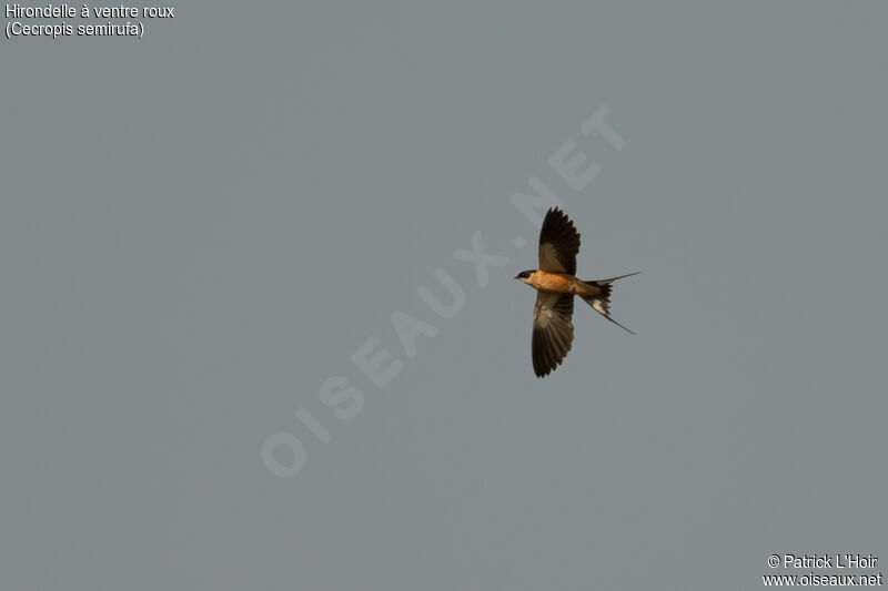 Red-breasted Swallowadult, Flight