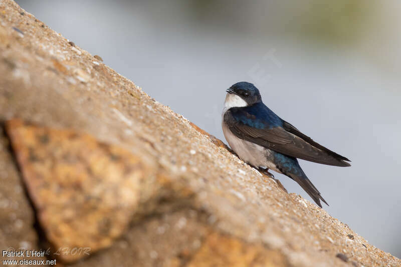 Blue-and-white Swallowadult, Behaviour