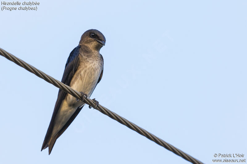 Grey-breasted Martin