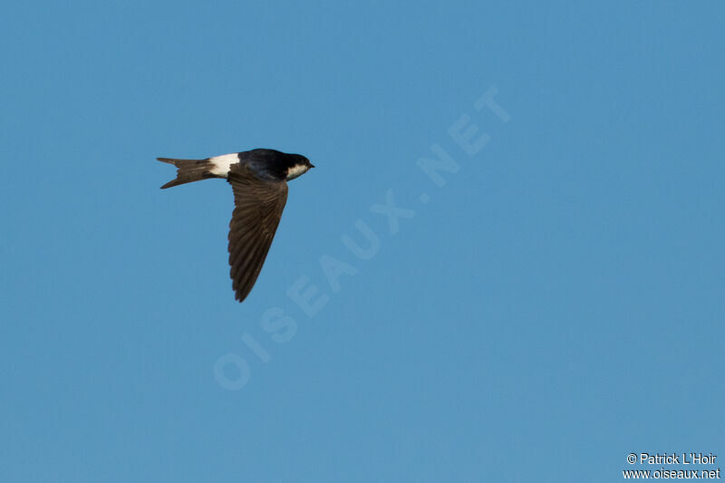 Western House Martin