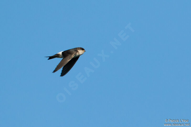 Western House Martin