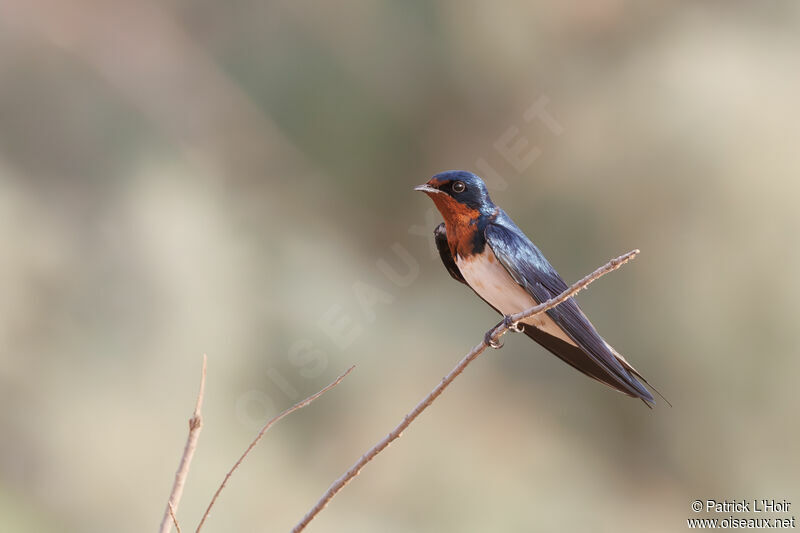 Red-chested Swallow