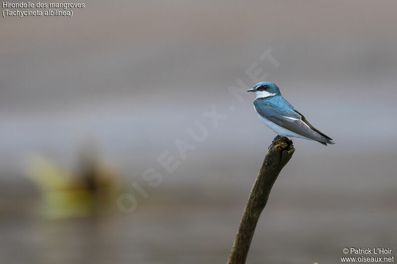 Mangrove Swallow