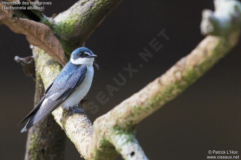 Mangrove Swallowadult