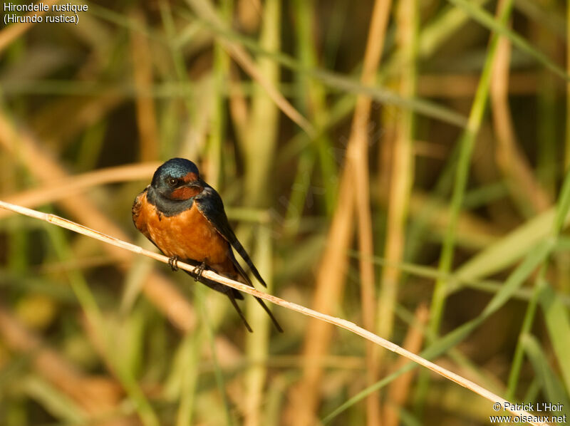 Barn Swallowadult