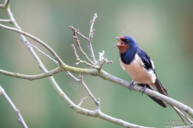 Barn Swallow