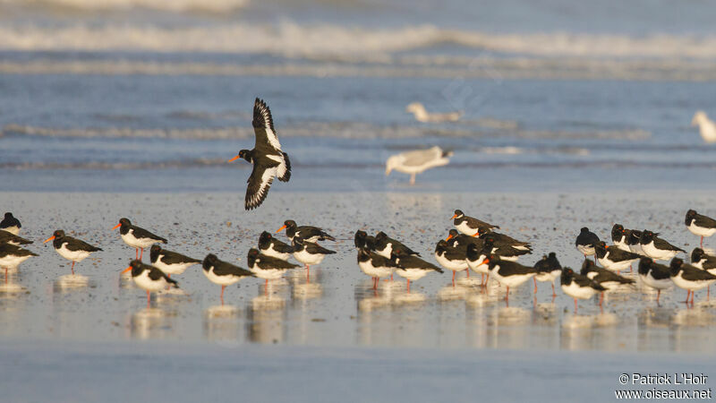 Eurasian Oystercatcher