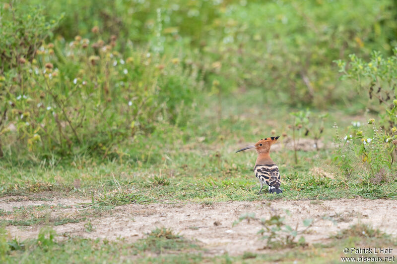 Huppe fasciéeadulte