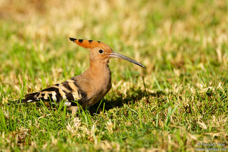 Eurasian Hoopoe