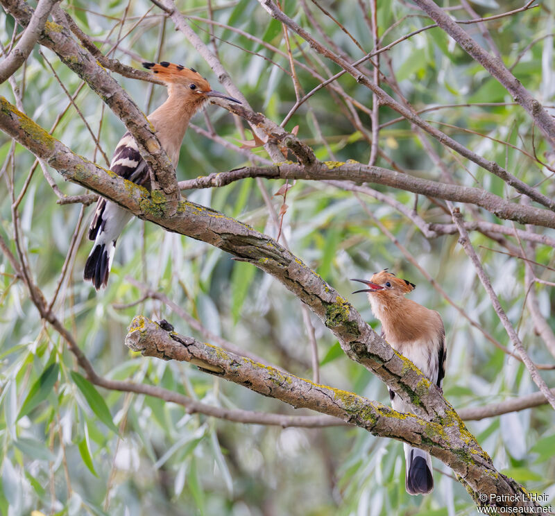 Eurasian Hoopoejuvenile