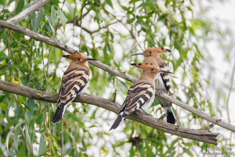 Eurasian Hoopoe female juvenile